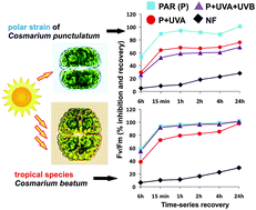 Graphical abstract: Sensitivity of photosynthesis to UV radiation in several Cosmarium strains (Zygnematophyceae, Streptophyta) is related to their geographical distribution