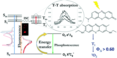 Graphical abstract: Comparison of the photophysical properties of three phenothiazine derivatives: transient detection and singlet oxygen production
