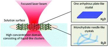 Graphical abstract: Laser trapping-induced crystallization of l-phenylalanine through its high-concentration domain formation