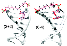 Graphical abstract: Thymine photodimer formation in DNA hairpins. Unusual conformations favor (6 − 4) vs. (2 + 2) adducts