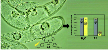 Graphical abstract: Anionic porphyrin as a new powerful cell death inducer of Tobacco Bright Yellow-2 cells