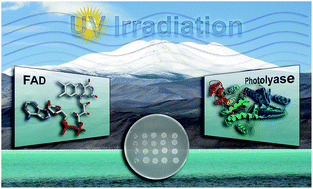 Graphical abstract: First characterisation of a CPD-class I photolyase from a UV-resistant extremophile isolated from High-Altitude Andean Lakes