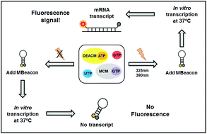 Graphical abstract: Dual-color control of nucleotide polymerization sensed by a fluorescence actuator