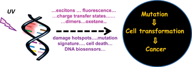 Graphical abstract: Interaction of UV radiation with DNA