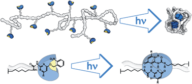 Graphical abstract: The balance between intramolecular hydrogen bonding, polymer solubility and rigidity in single-chain polymeric nanoparticles