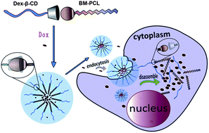 Graphical abstract: Intracellular pH-sensitive supramolecular amphiphiles based on host–guest recognition between benzimidazole and β-cyclodextrin as potential drug delivery vehicles