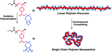 Graphical abstract: Single chain polymer nanoparticles via sequential ATRP and oxidative polymerization