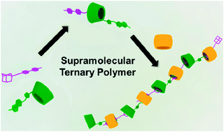 Graphical abstract: Supramolecular ternary polymer mediated by cucurbituril and cyclodextrin