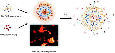 Graphical abstract: Synthesis of random copolymer based pH-responsive nanoparticles as drug carriers for cancer therapeutics