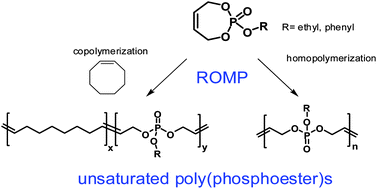 Graphical abstract: Unsaturated poly(phosphoester)s via ring-opening metathesis polymerization