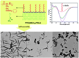 Graphical abstract: Synthesis of α-helix-containing PPEGMEA-g-PBLG, well-defined amphiphilic graft copolymer, by sequential SET-LRP and ROP