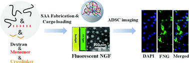 Graphical abstract: Fluorescent dextran-based nanogels: efficient imaging nanoprobes for adipose-derived stem cells