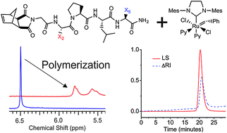 Graphical abstract: Polymerization of protecting-group-free peptides via ROMP