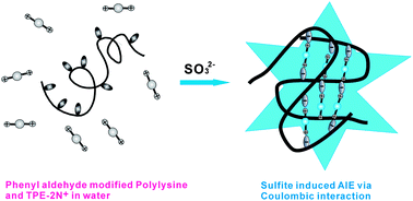 Graphical abstract: A polylysine-based fluorescent probe for sulfite anion detection in aqueous media via analyte-induced charge generation and complexation