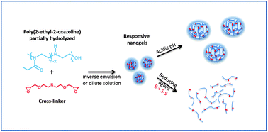 Graphical abstract: pH and redox responsive hydrogels and nanogels made from poly(2-ethyl-2-oxazoline)