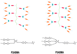 Graphical abstract: Synthesis and photoresponsive properties of two liquid crystalline polymers bearing branched azobenzene-containing side chains
