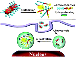 Graphical abstract: Intracellular pH-activated PEG-b-PDPA wormlike micelles for hydrophobic drug delivery