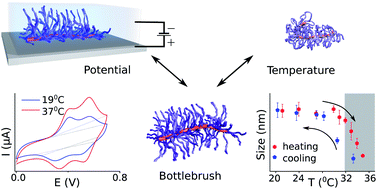 Graphical abstract: Polymer bottlebrushes with a redox responsive backbone feel the heat: synthesis and characterization of dual responsive poly(ferrocenylsilane)s with PNIPAM side chains