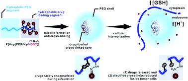 Graphical abstract: Reversibly core cross-linked polymeric micelles with pH- and reduction-sensitivities: effects of cross-linking degree on particle stability, drug release kinetics, and anti-tumor efficacy