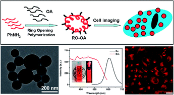 Graphical abstract: Facile preparation and cell imaging applications of fluorescent organic nanoparticles that combine AIE dye and ring-opening polymerization