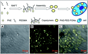 Graphical abstract: Polymerizable aggregation-induced emission dye-based fluorescent nanoparticles for cell imaging applications