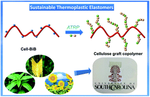 Graphical abstract: Sustainable thermoplastic elastomers derived from renewable cellulose, rosin and fatty acids