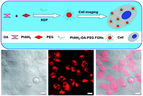 Graphical abstract: PEGylation and cell imaging applications of AIE based fluorescent organic nanoparticles via ring-opening reaction