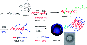 Graphical abstract: Synthesis of well-defined amphiphilic branched polyethylene-graft-poly (N-isopropylacrylamide) copolymers by coordination copolymerization in tandem with RAFT polymerization and their self-assembled vesicles