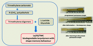 Graphical abstract: Bioresorbable terpolymers based on l-lactide, glycolide and trimethylene carbonate with shape memory behaviour