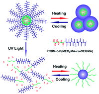 Graphical abstract: Ultraviolet light-breakable and tunable thermoresponsive amphiphilic block copolymer: from self-assembly, disassembly to re-self-assembly