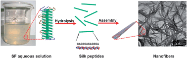 Graphical abstract: Characterization and assembly investigation of a dodecapeptide hydrolyzed from the crystalline domain of Bombyx mori silk fibroin