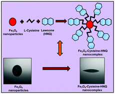 Graphical abstract: Synthesis, characterization and antimicrobial property of Fe3O4-Cys-HNQ nanocomplex, with l-cysteine molecule as a linker