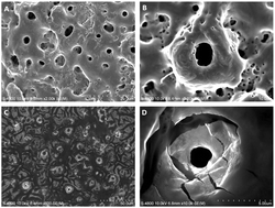 Graphical abstract: MiR-148b laden titanium implant promoting osteogenic differentiation of rat bone marrow mesenchymal stem cells