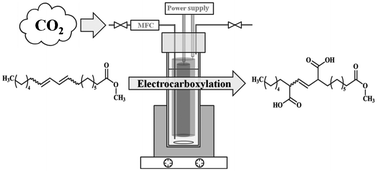 Graphical abstract: Electrochemical dicarboxylation of conjugated fatty acids as an efficient valorization of carbon dioxide