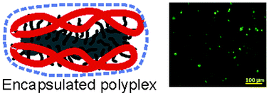 Graphical abstract: Biodegradable polymer network encapsulated polyplex for DNA delivery