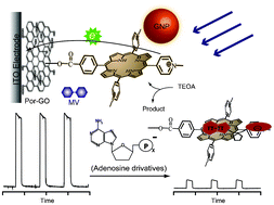 Graphical abstract: Plasmon-enhanced photocurrent monitoring of the interaction between porphyrin covalently bonded to graphene oxide and adenosine nucleotides