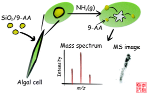 Graphical abstract: A hybrid nanoparticle matrix for mass spectrometry