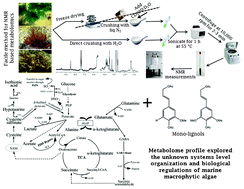 Graphical abstract: Central metabolic processes of marine macrophytic algae revealed from NMR based metabolome analysis