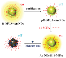 Graphical abstract: Ligand effect on the luminescence of gold nanodots and its application for detection of total mercury ions in biological samples