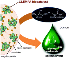 Graphical abstract: Strategy of cross-linked enzyme aggregates onto magnetic particles adapted to the green design of biocatalytic synthesis of glycerol carbonate