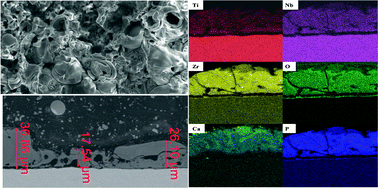 Graphical abstract: Formation of bioactive coatings on Ti–13Nb–13Zr alloy for hard tissue implants