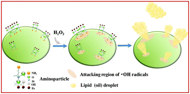 Graphical abstract: Oil extraction by aminoparticle-based H2O2 activation via wet microalgae harvesting