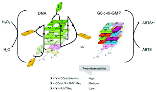 Graphical abstract: Octameric G8 c-di-GMP is an efficient peroxidase and this suggests that an open G-tetrad site can effectively enhance hemin peroxidation reactions