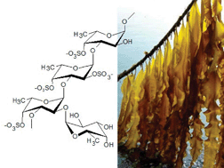 Graphical abstract: Fucoidans from brown seaweeds: an update on structures, extraction techniques and use of enzymes as tools for structural elucidation