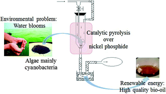 Graphical abstract: Catalytic pyrolysis of natural algae from water blooms over nickel phosphide for high quality bio-oil production
