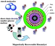 Graphical abstract: Preparation of a magnetically recoverable biocatalyst support on monodisperse Fe3O4 nanoparticles