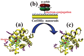 Graphical abstract: Strong electron-conjugation interaction facilitates electron transfer of hemoglobin by Ce(OH)3 nanorods