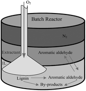Graphical abstract: Process of lignin oxidation in an ionic liquid coupled with separation