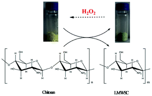 Graphical abstract: A novel protocol for the oxidative degradation of chitosan with hydrogen peroxide catalyzed by peroxomolybdate in aqueous solution