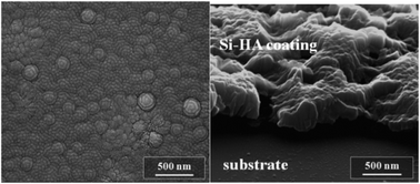 Graphical abstract: Preparation of a silicate-containing hydroxyapatite-based coating by magnetron sputtering: structure and osteoblast-like MG63 cells in vitro study